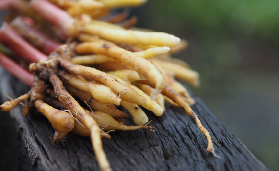 bienfait ginseng