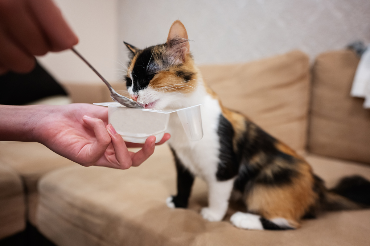intolérances alimentaires chat